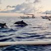 Dolfijnen Bali
